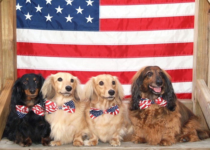 American dogs.jpg